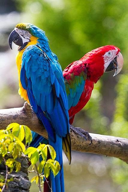 are macaw parrots extinct