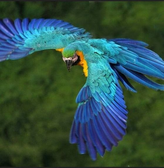 blue macaw parrots 