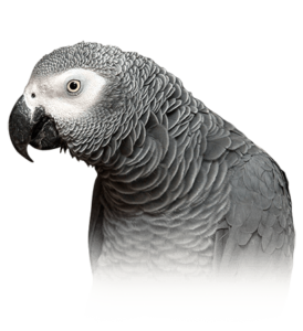 african grey parrot for sale