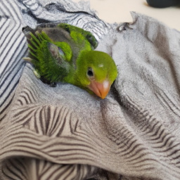 baby parrots, how long do they live