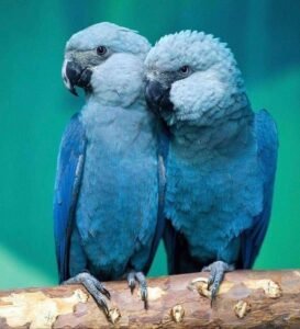 are blue macaw parrots extinct