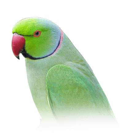 indian ring neck parrot